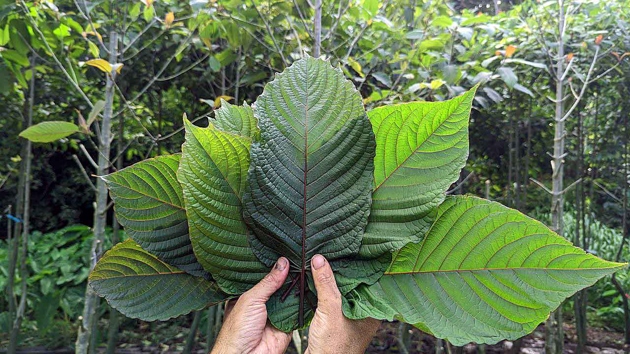 Hawaii Kratom Ekolu Pack